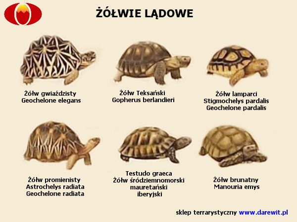 żarówki dla żółwia greckiego, stepowego, pustynnego